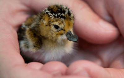 A ‘Spoonful’ of Hope: The story of Spoon-Billed Sandpiper Conservation