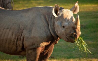 The African Black Rhino: The newest residents of The Living Desert Zoo and Gardens