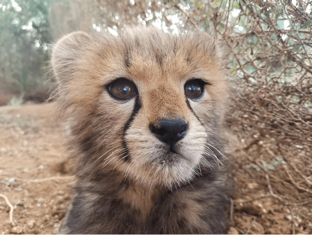 Cheetah Conservation in Kenya