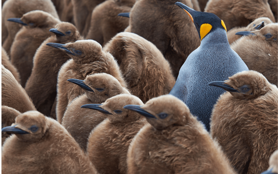 Conservation Meets Commerce: How Penguins Boosted Sales